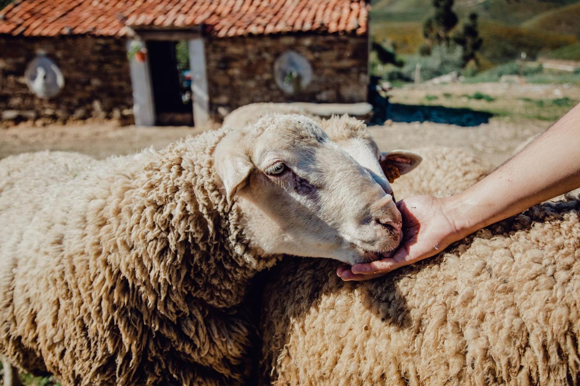 Quinta Dos Avos Lourenco Sertã Dış mekan fotoğraf